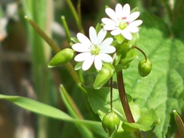 Stellaria media: una  pelosa e l''altra glabra
